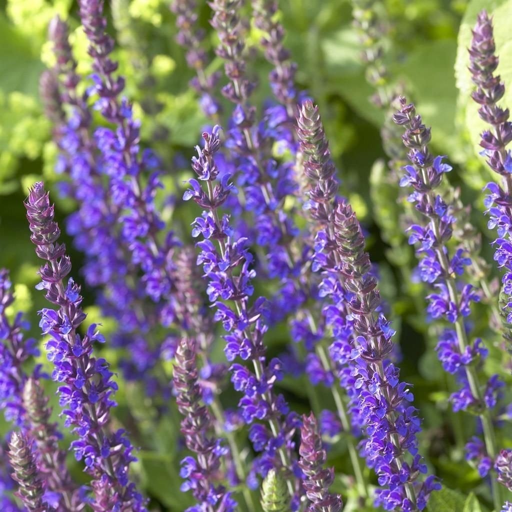 Salvia Caradonna, Tuin en Terras, Ophalen