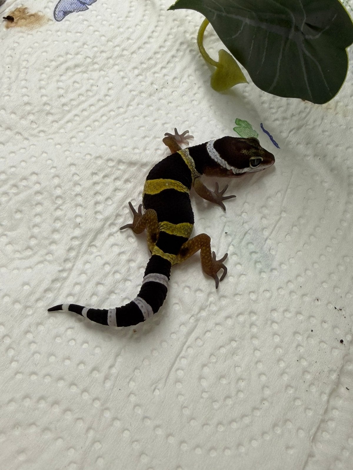 Luipaardgekko, leopardgecko baby, 0 à 2 ans