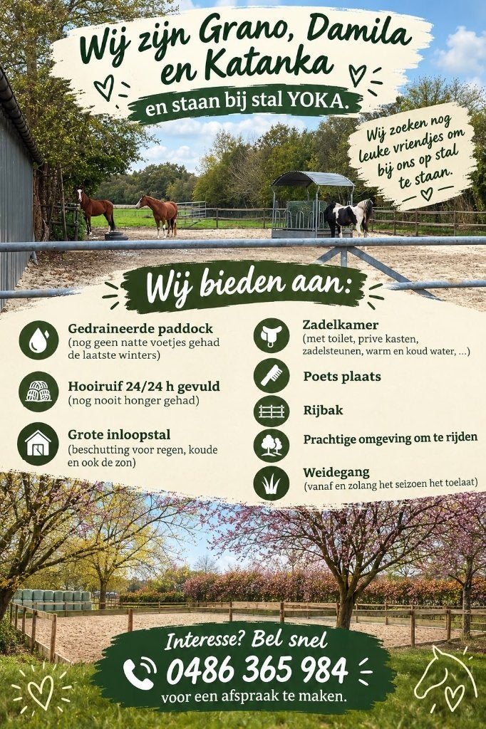 pensionstalling paarden gelegen in Brecht, Stalling, 4 paarden of pony's of meer