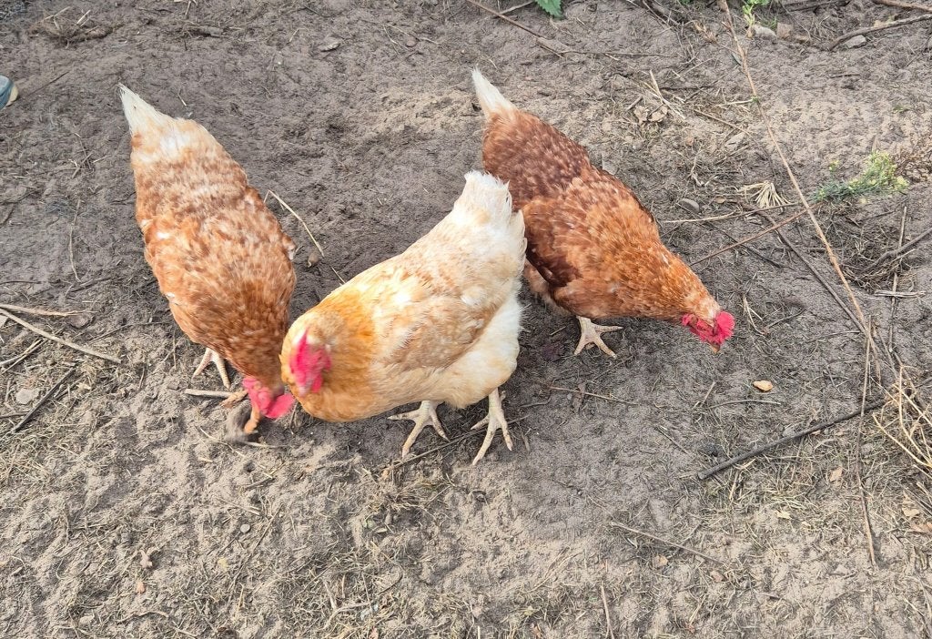 Bruine kippen te koop, Dieren en Toebehoren, Vrouwelijk, Kip