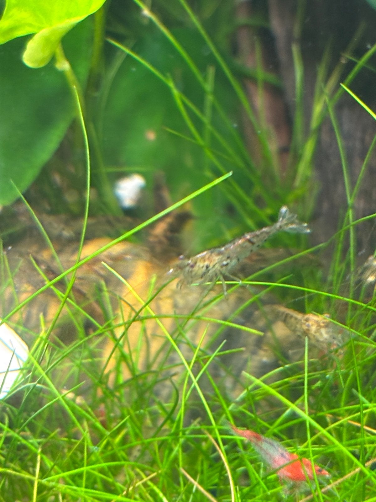 Gratis neocardina wildgroei garnalen, Dieren en Toebehoren, Kreeft, Krab of Garnaal