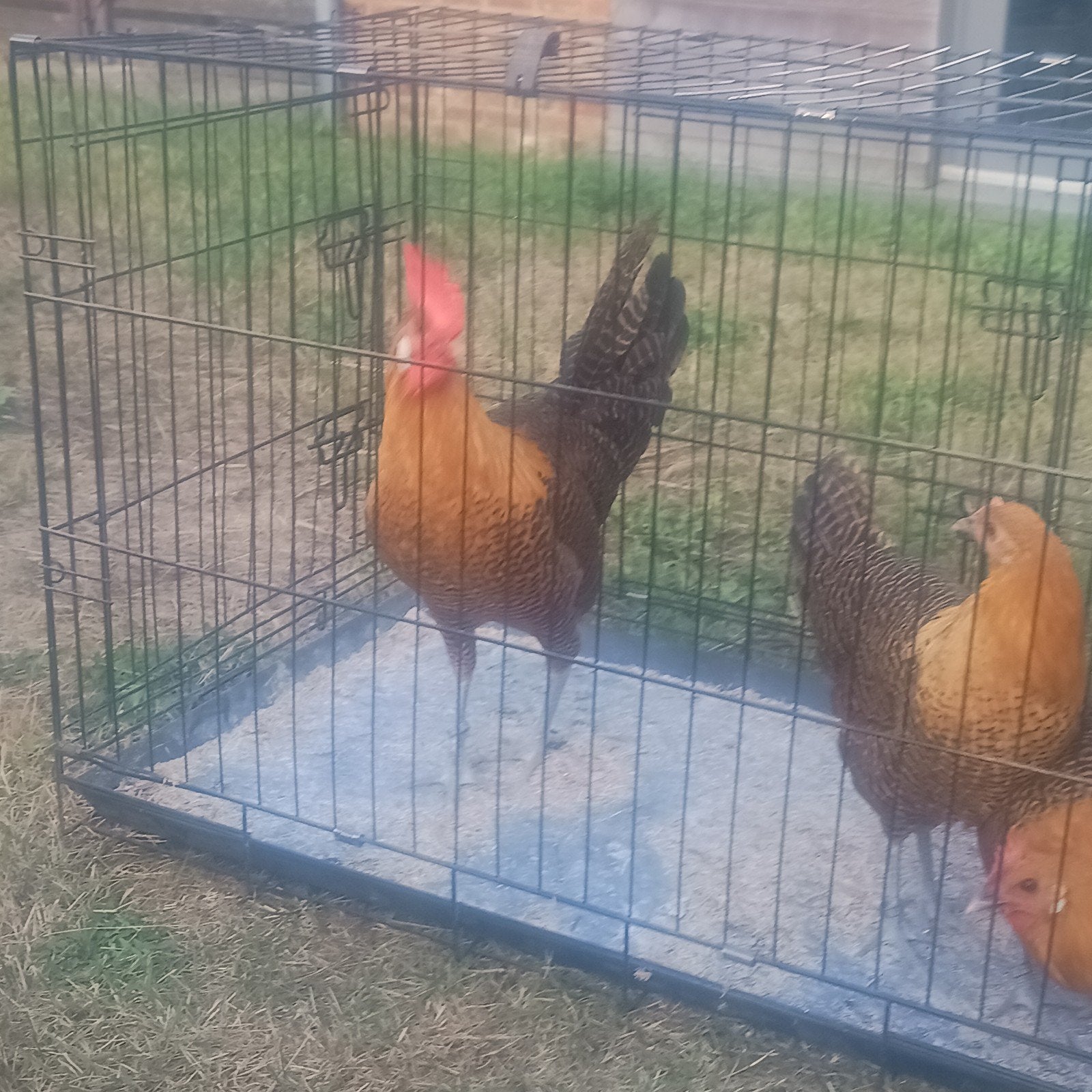 Kempes hoen haan, Dieren en Toebehoren, Mannelijk, Kip