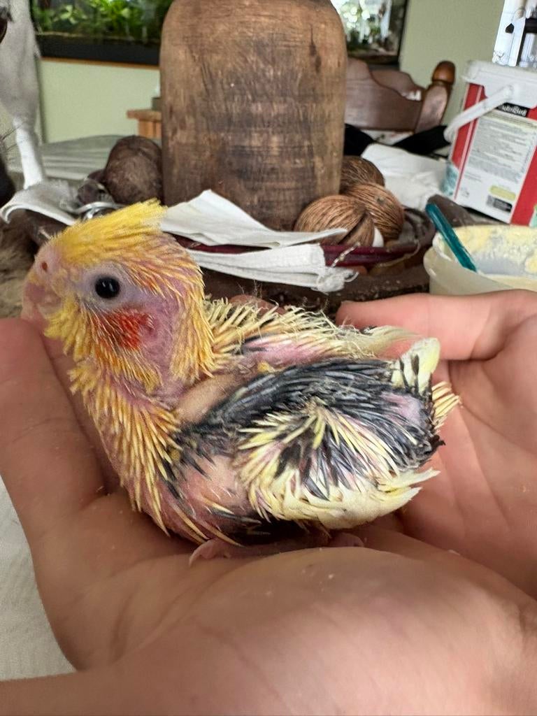 Tamme valkparkieten, Dieren en Toebehoren