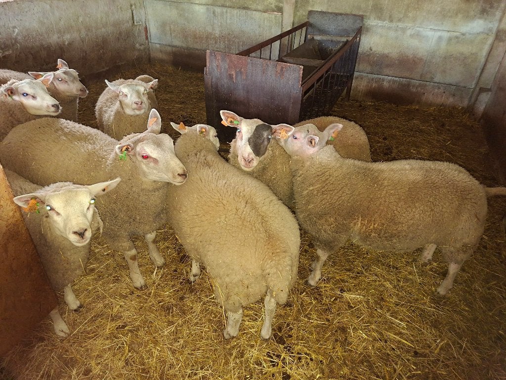 Belier à vendre, Animaux & Accessoires, Mâle, Mouton, 0 à 2 ans