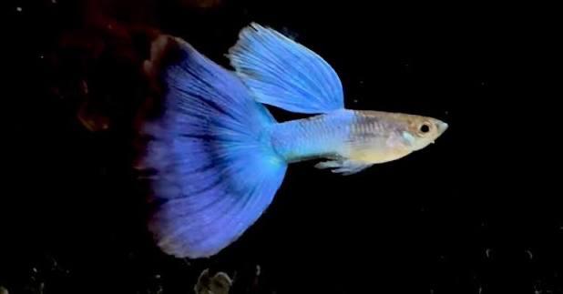Japanese Blue Delta Tail Guppies, Dieren en Toebehoren, Vis, Zoetwatervis, Schoolvis