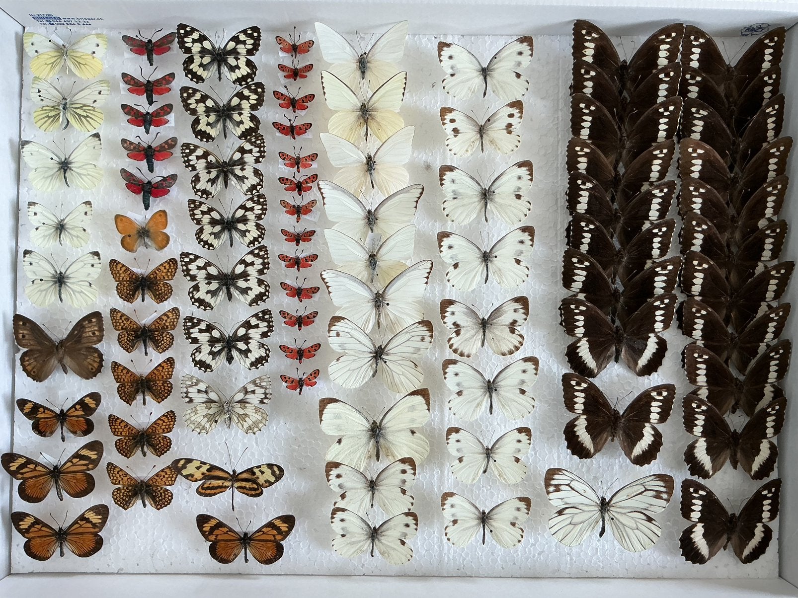 Opgezette VLINDERS voor stolp, verzameling, kaders, …, Animaux & Accessoires, Insectes & Araignées