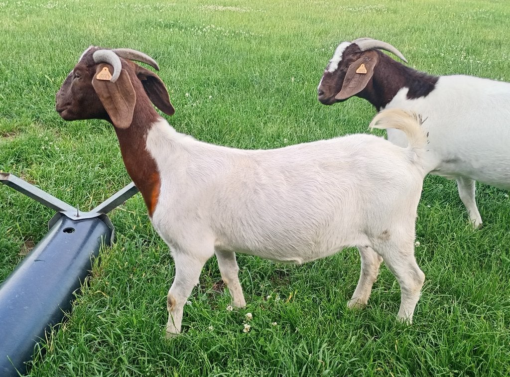 Boergeit met stamboek, Dieren en Toebehoren, Schapen, Geiten en Varkens, Geit, Vrouwelijk, 0 tot 2 jaar