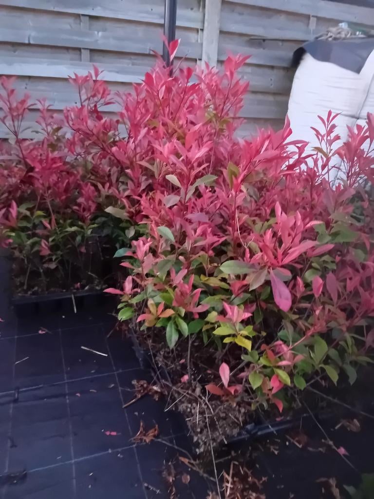 Photinia restpartij, Ophalen