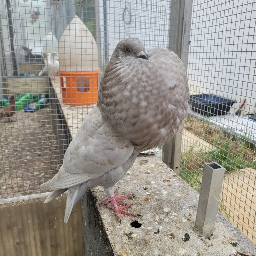 Jeunes pigeons Gaditano, Plusieurs animaux, Boulant