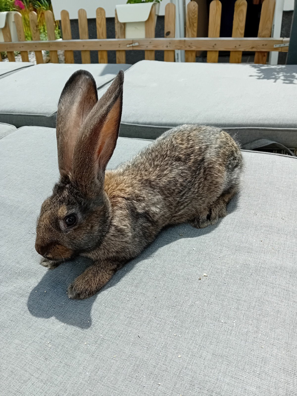 Mooie jonge wildkleur Vlaamse reus, Dieren en Toebehoren, Konijnen, Vrouwelijk
