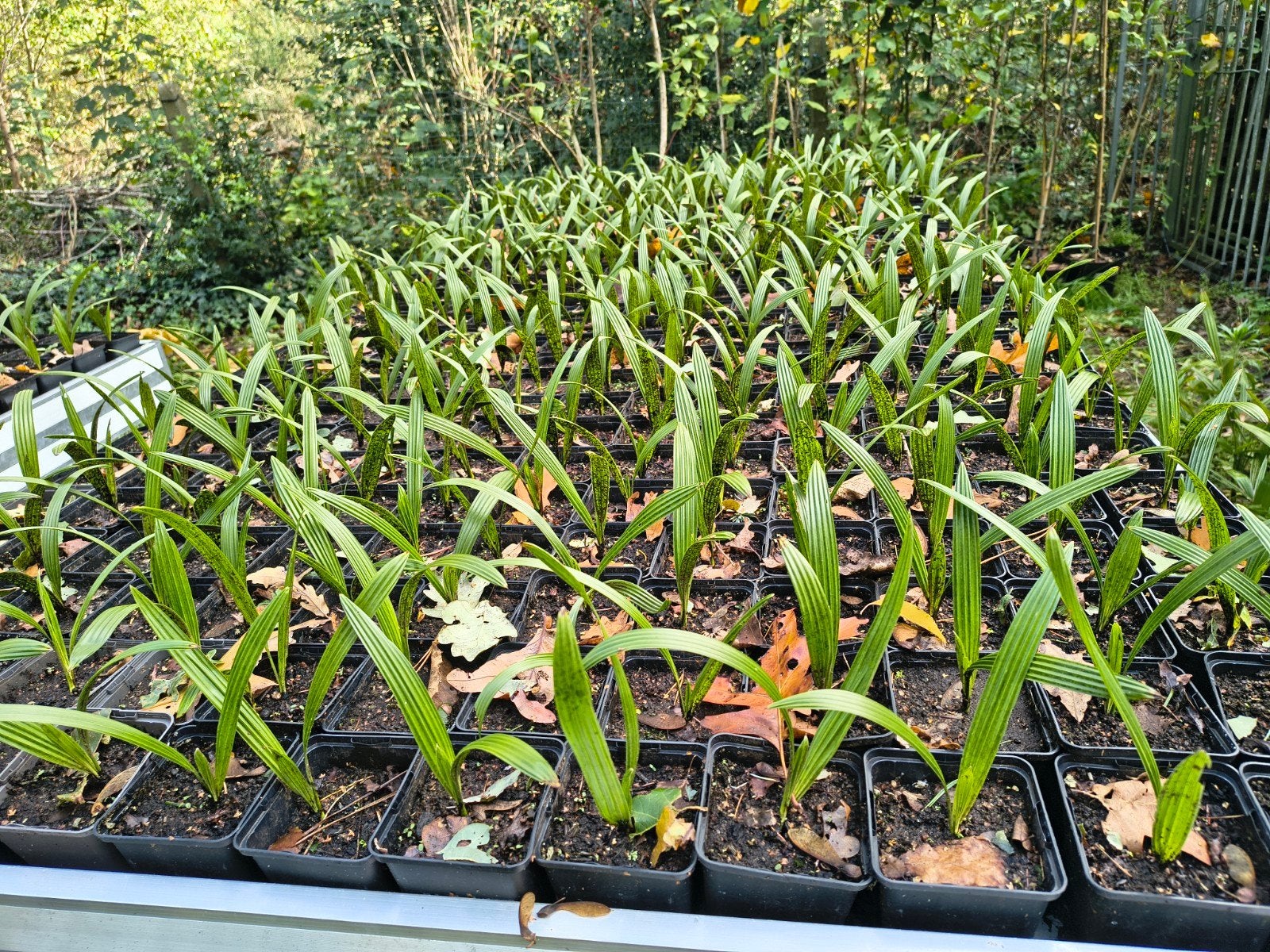 WINTEROPRUIMING Palmbomen Trachycarus Fortunei in Pot P9, Enlèvement