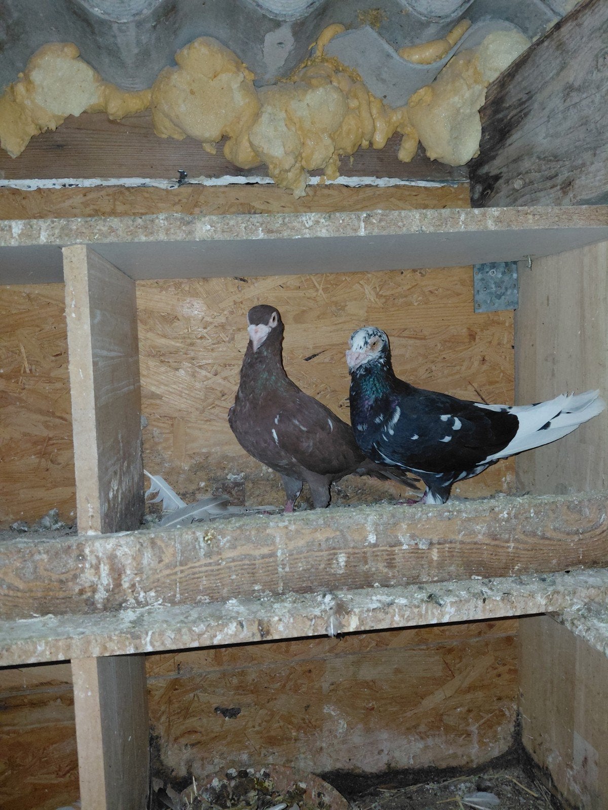 duiven, Dieren en Toebehoren