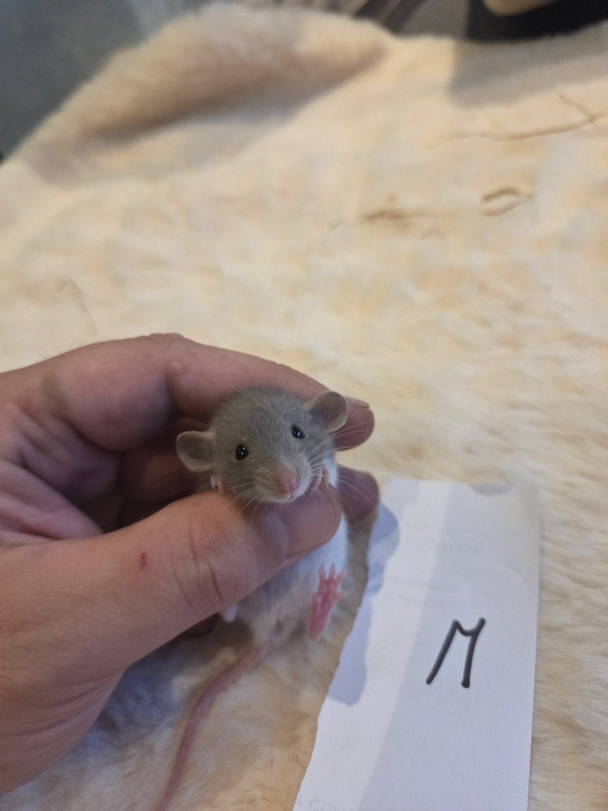 ️dumbo ratjes te reserveren, Dieren en Toebehoren, Rat, Mannelijk, Tam, September