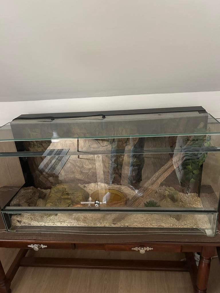 Terrarium met 2 korenslangen, Dieren en Toebehoren, Ophalen, Zo goed als nieuw