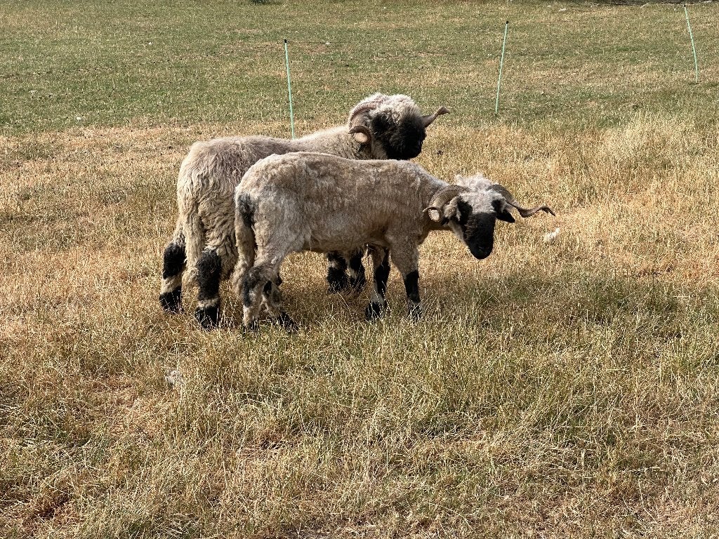 Koppel Walliser zwartneusschapen, Dieren en Toebehoren