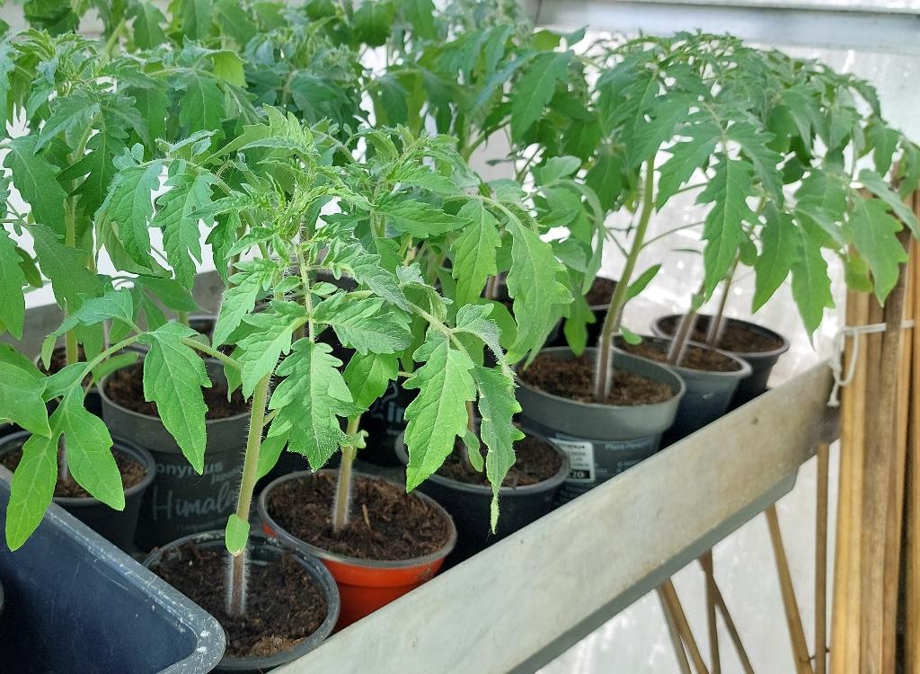 Tomatenplanten Cuor di Bue., Ophalen