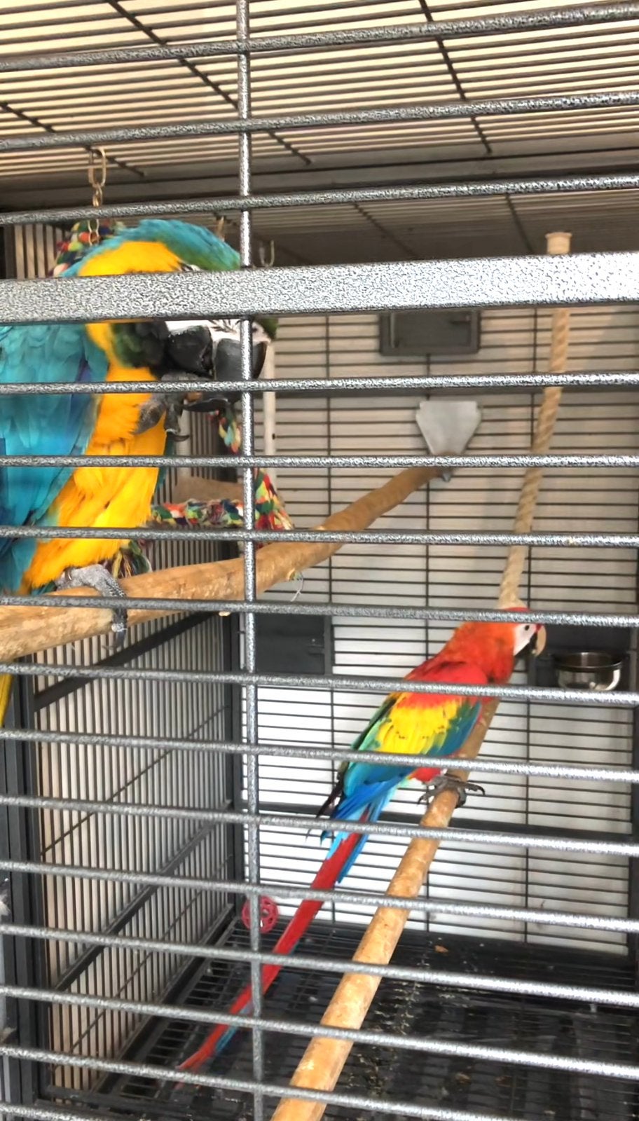 Macao/Blue Parrot Ara-koppe, Mâle, Perroquet