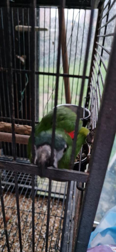 Ara nobilis freeflight, Dieren en Toebehoren, Vogels | Parkieten en Papegaaien, Vrouwelijk, Papegaai, Pratend