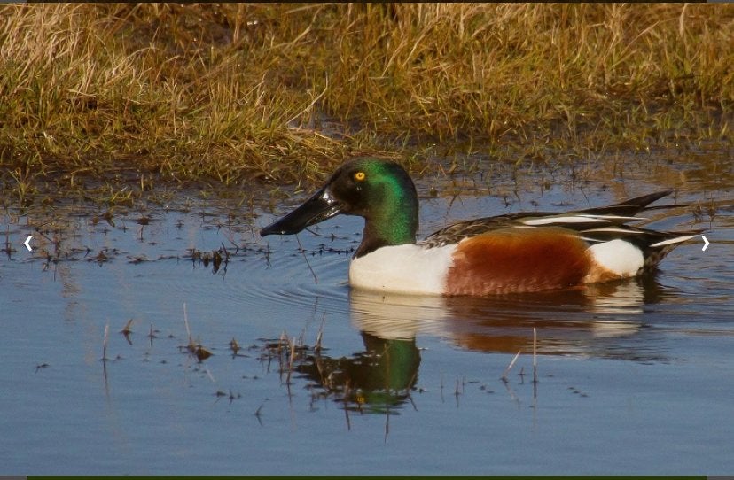 Europese slobeend/ siereend, Plusieurs animaux, Canard