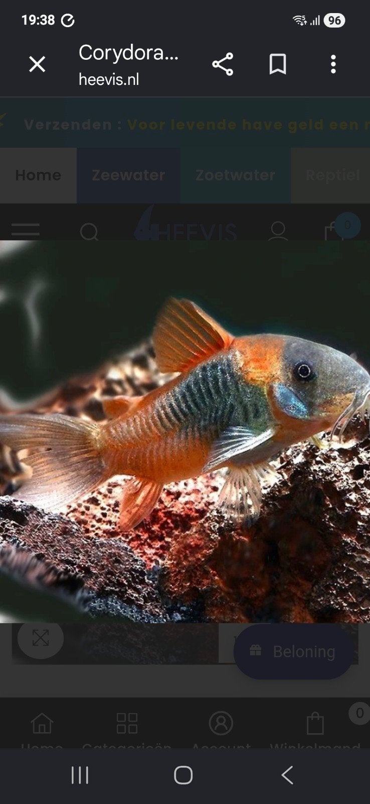 Corydoras venezuela orange locatie maastricht, Animaux & Accessoires