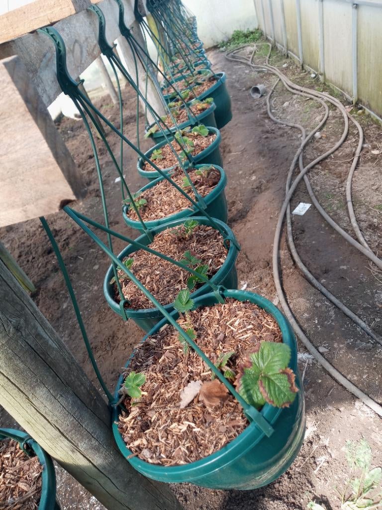 Aardbei plantjes, Tuin en Terras, Planten | Tuinplanten, Ophalen, Vaste plant, Halfschaduw, Zomer