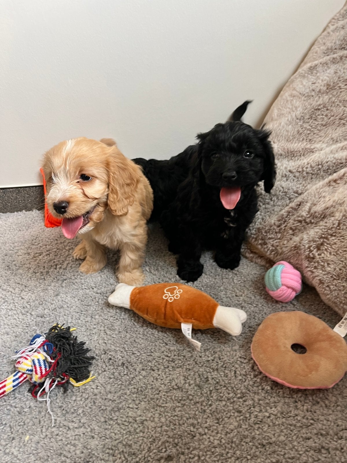 Beaux chiots Cockapoo (parents testés), Caniche, Maladie de Carré (chiens), Plusieurs, Belgique