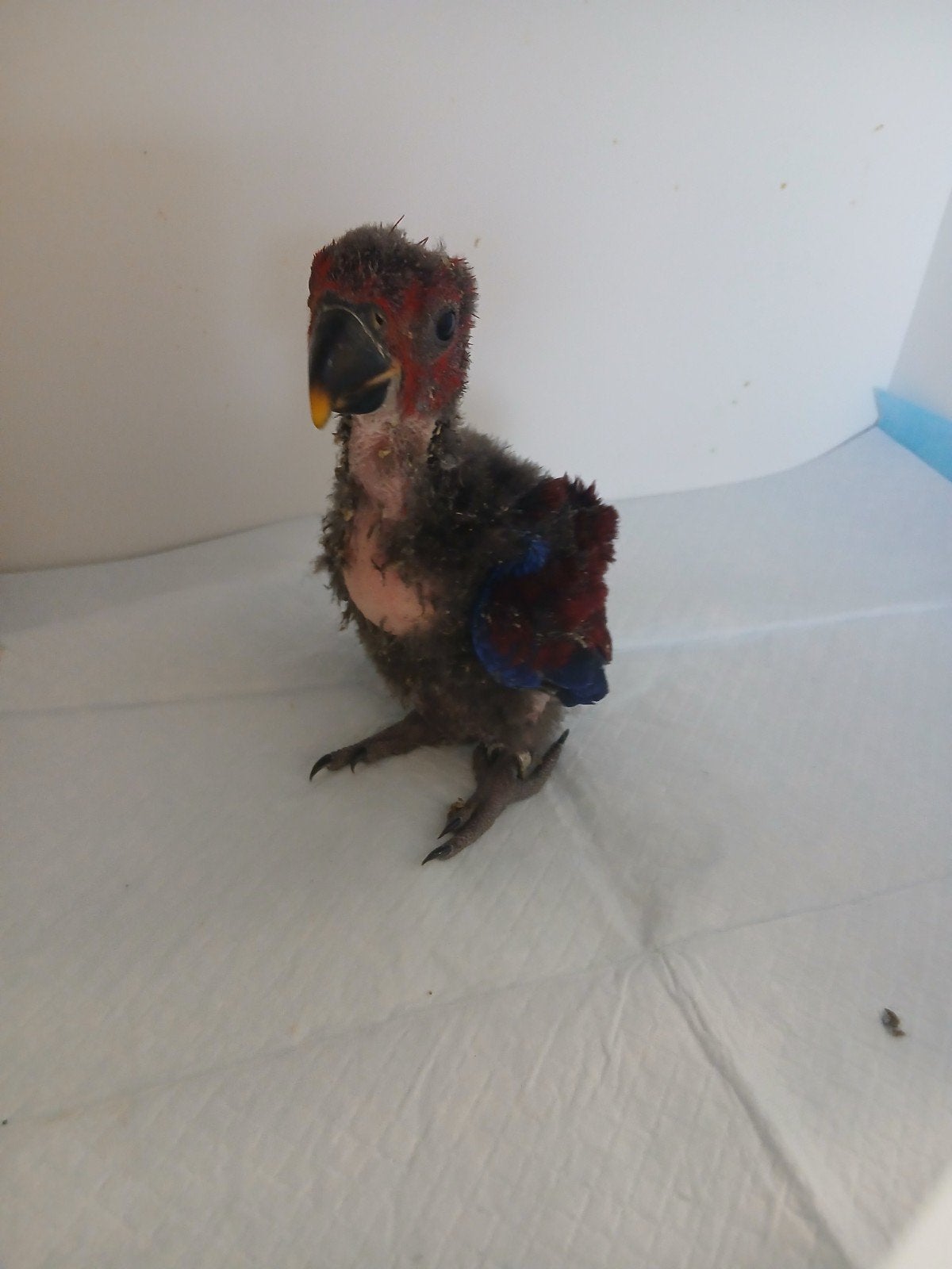 edelpapegaai voor handopfok, Animaux & Accessoires, Oiseaux | Perruches & Perroquets, Bagué