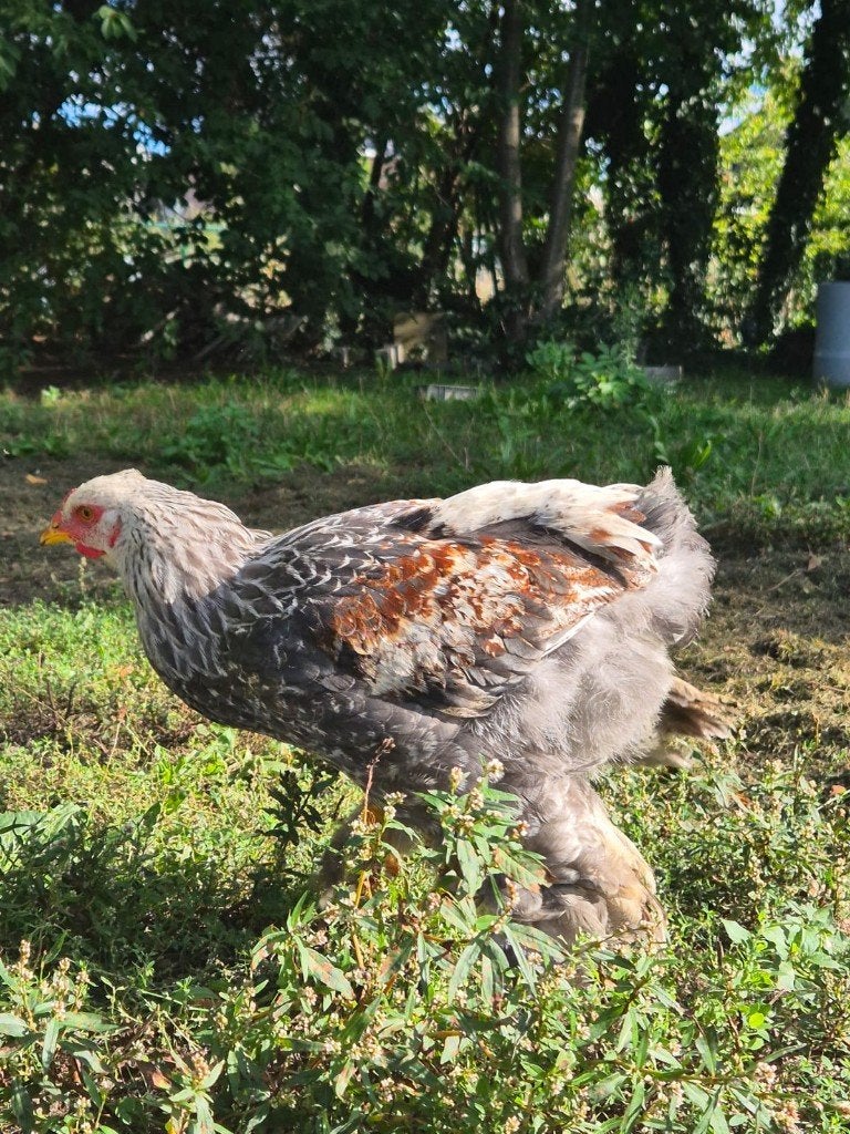 Brahma haan van juli 2026, Mâle, Poule ou poulet