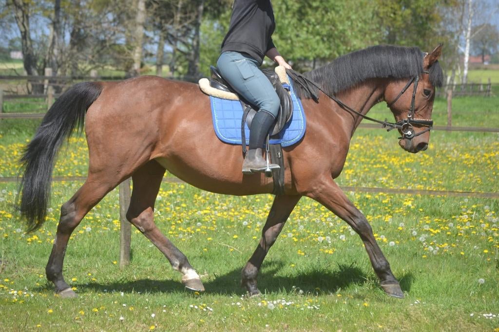 Hele lieve vriendelijke merrie, Dieren en Toebehoren, Merrie