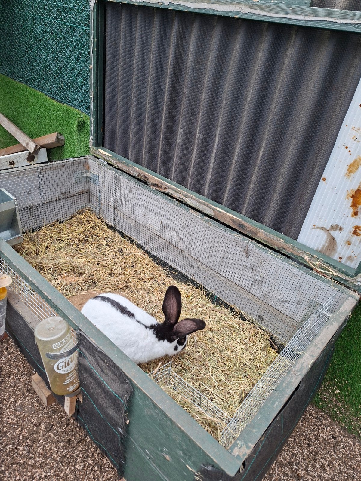 Konijnenhok, Dieren en Toebehoren, Ophalen