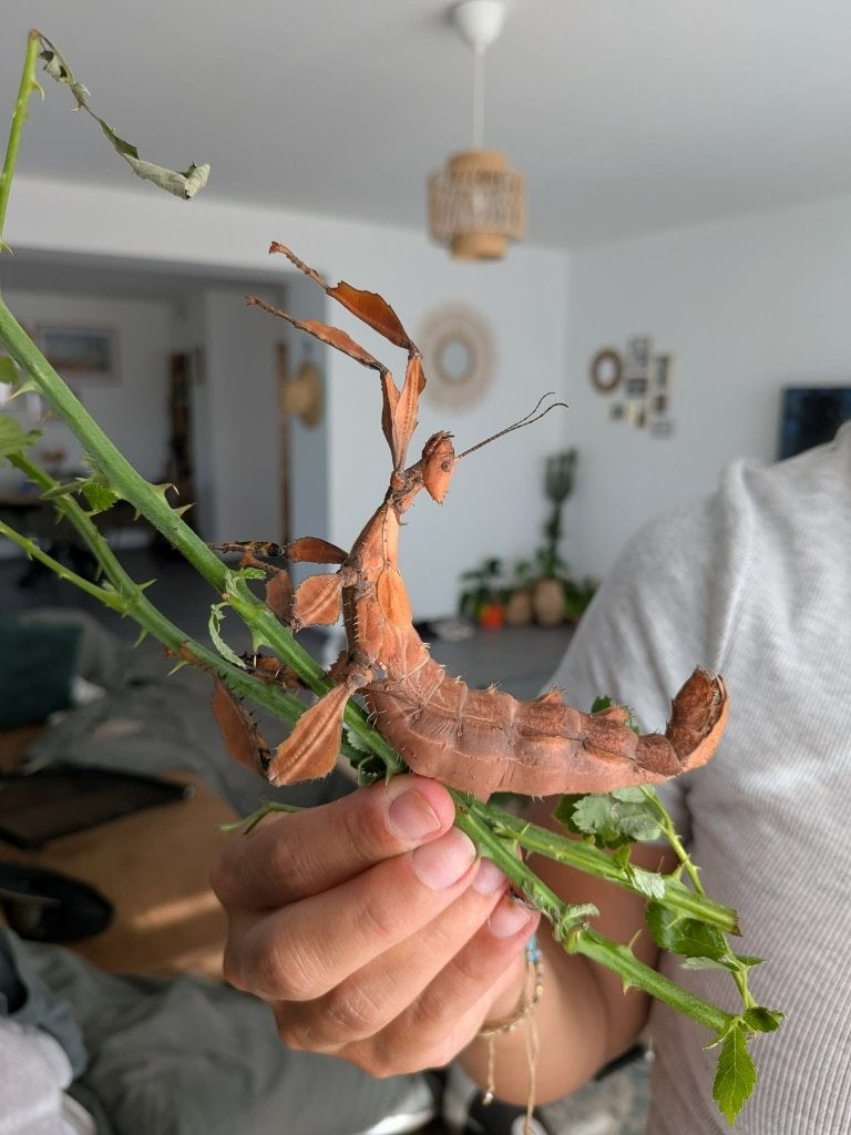 Phasmes scorpion, Animaux & Accessoires, Autres accessoires pour animaux, Comme neuf, Enlèvement ou Envoi
