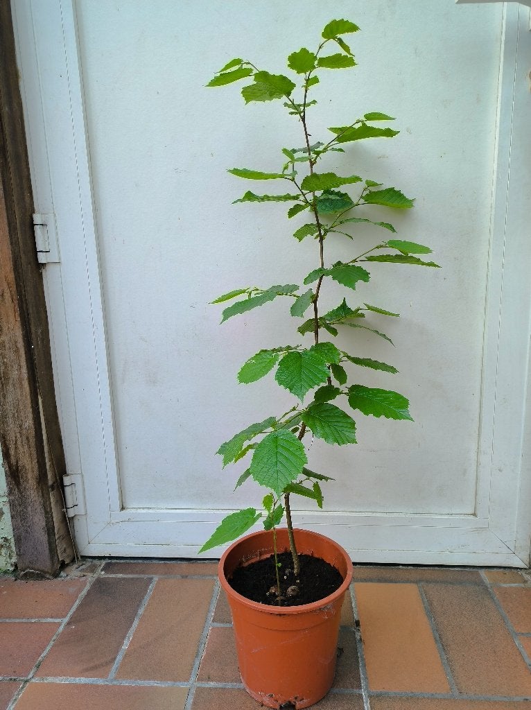 Hazelnootboompje, Ophalen, In pot
