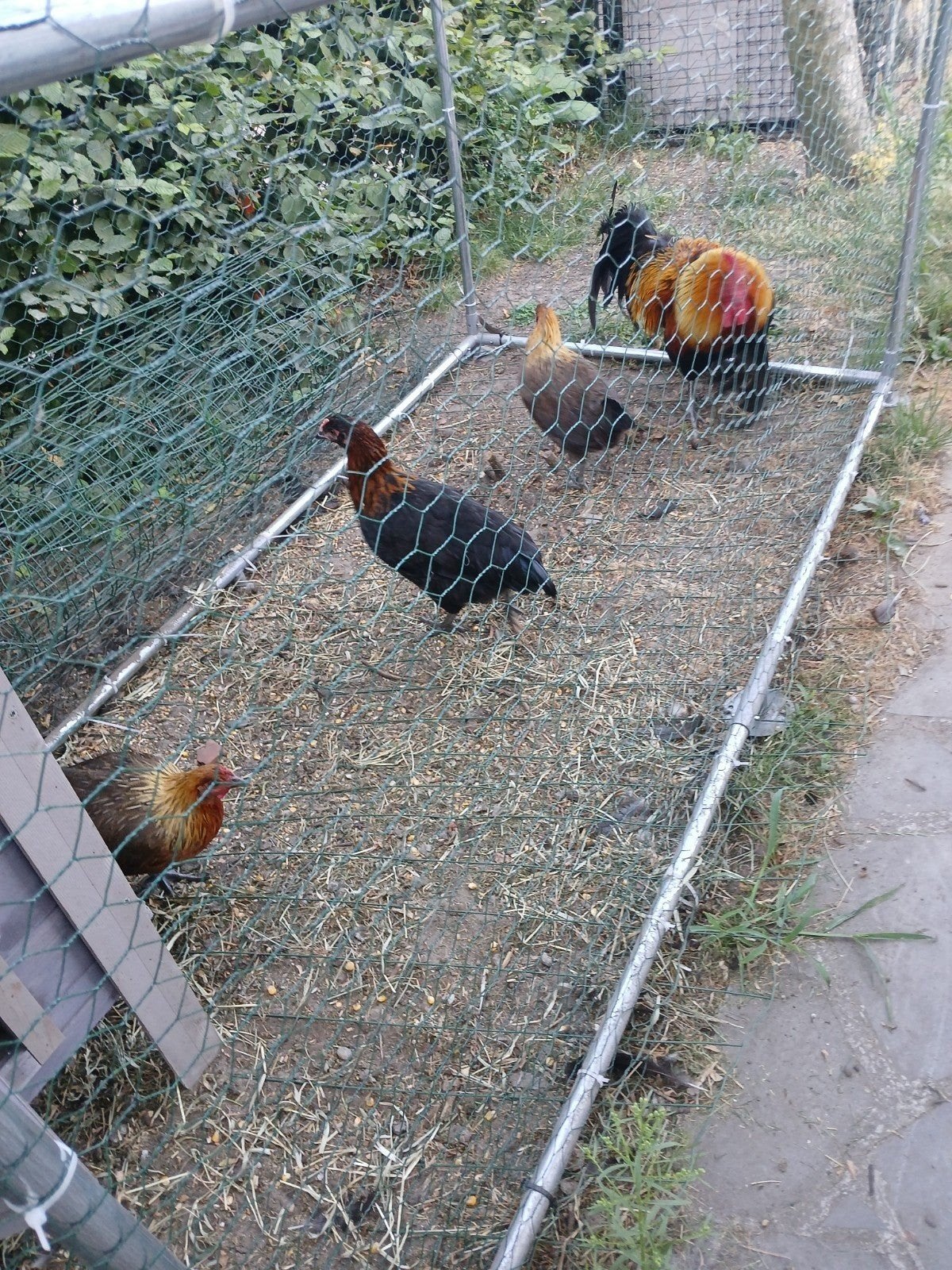 broedeieren Ardennerhoen, Poule ou poulet