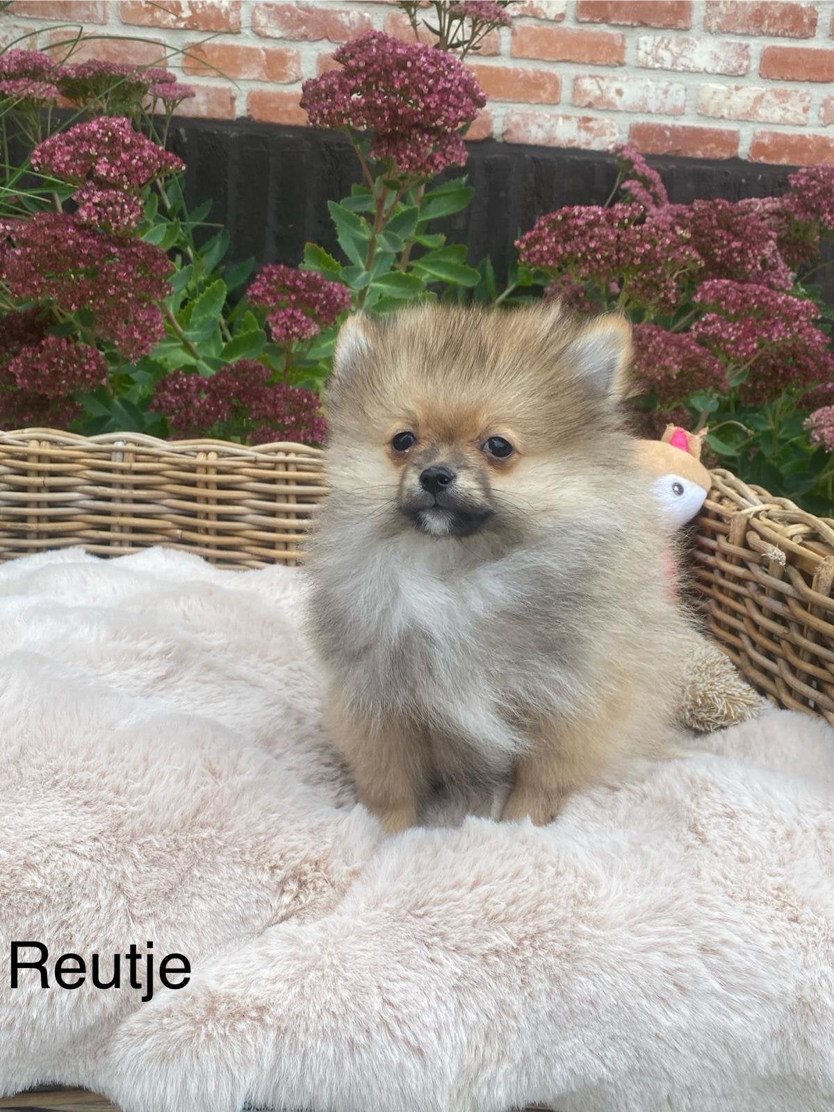 Spitz nain, Animaux & Accessoires, 15 semaines à 1 an, Loulou, Maladie de Carré (chiens), Éleveur | Professionnel