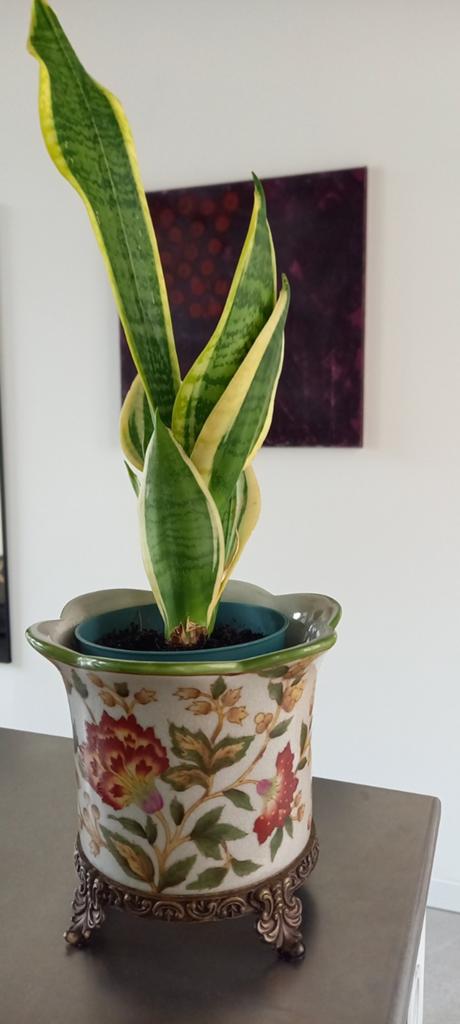 Chinese bloempot, Ophalen