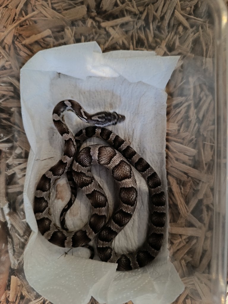 korenslangen, Animaux & Accessoires, Serpent, Domestique, 3 à 6 ans