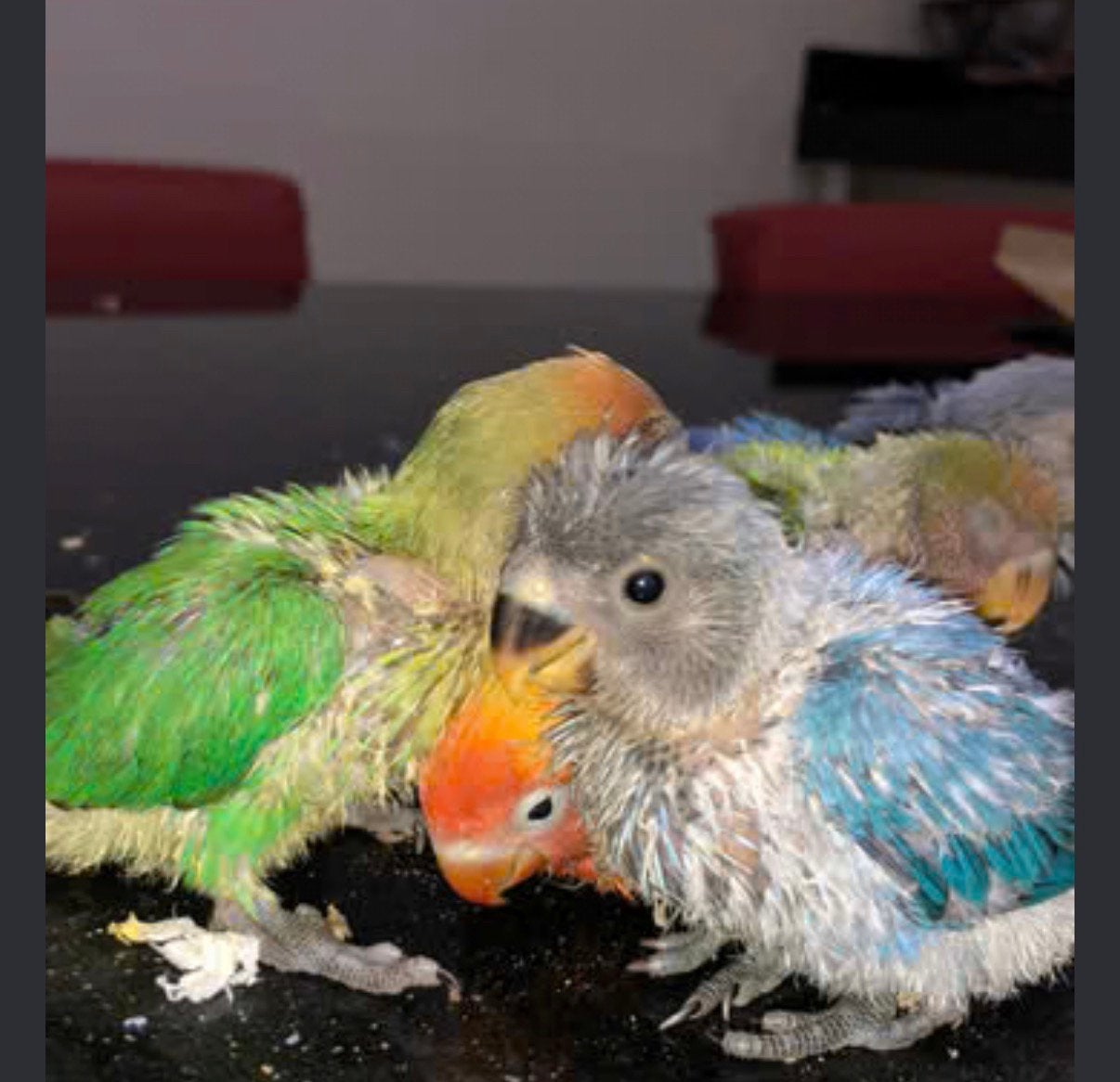 Baby dwergpapegaaien groen en geel, Dieren en Toebehoren, Dwergpapegaai of Agapornis