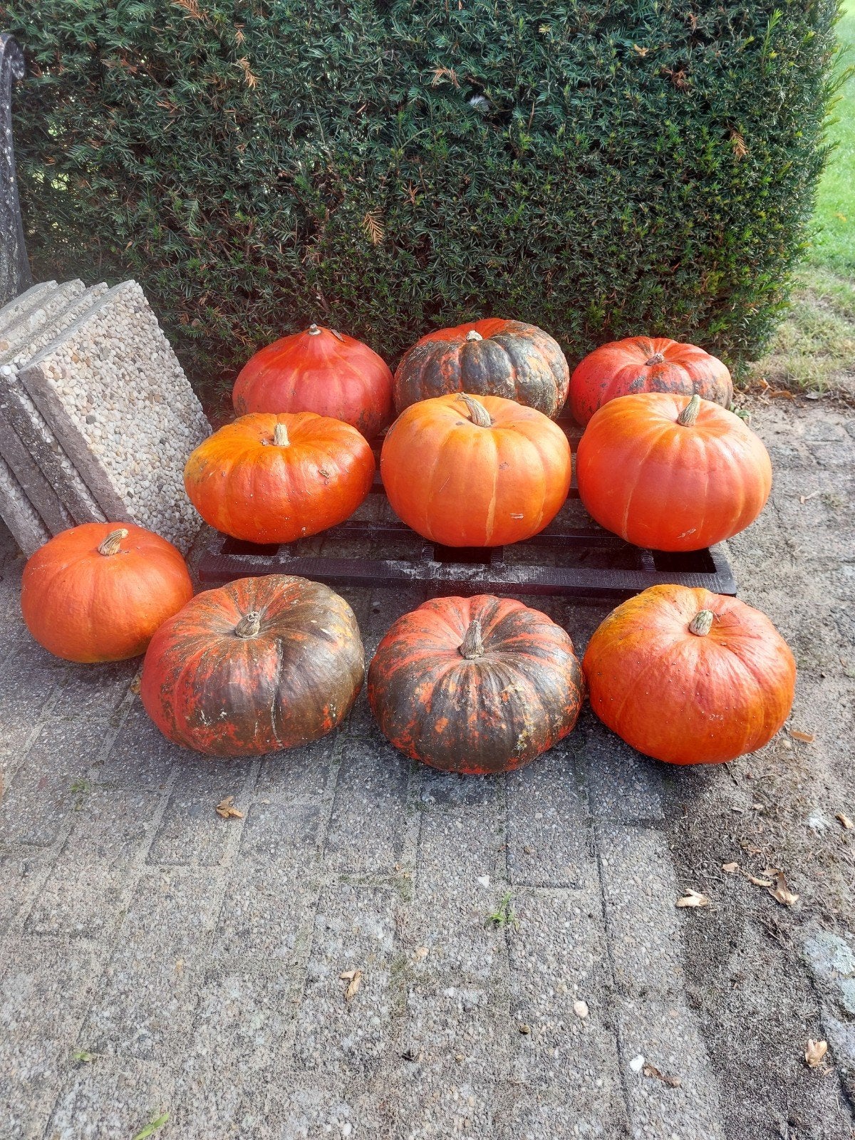 grote pompoenen, Enlèvement