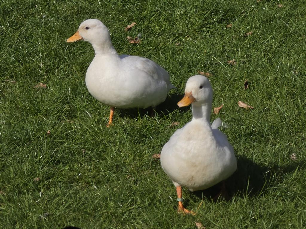 Hollandse kwaker man, Dieren en Toebehoren, Pluimvee, Mannelijk, Eend