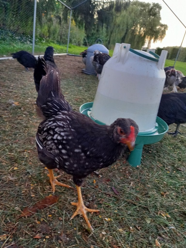 Barnevelder, Dieren en Toebehoren, Meerdere dieren, Kip
