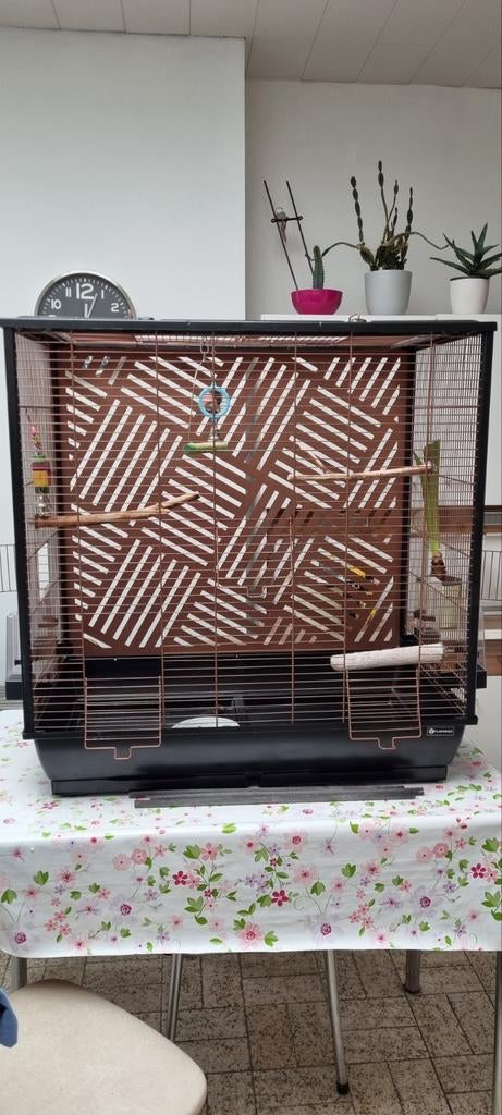 Vogelkooi of papegaai, Enlèvement, Cage à oiseaux