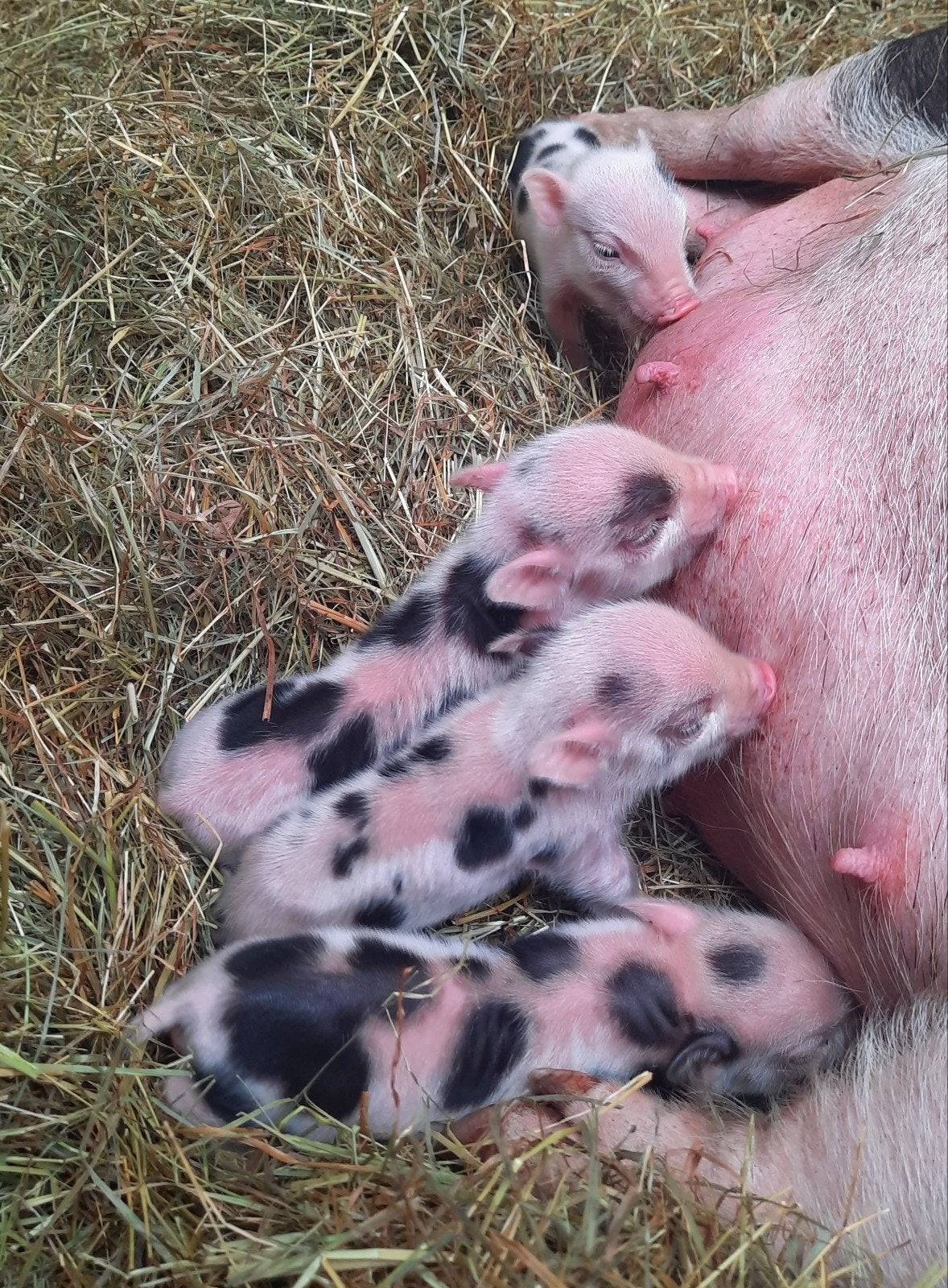 Göttinger minivarkens/ minivarken biggetjes, Dieren en Toebehoren, Varken, 0 tot 2 jaar