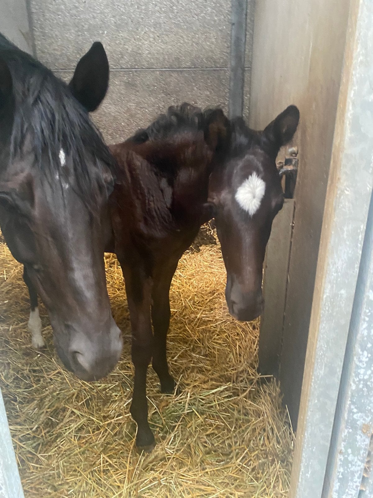 Mooi zwart hengsten veulen, Dieren en Toebehoren, Met stamboom, Dressuurpaard, 0 tot 2 jaar, Hengst