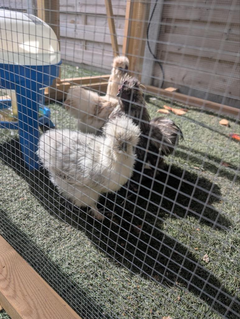 5zijdehoen hennetjes en 1 haan, Dieren en Toebehoren