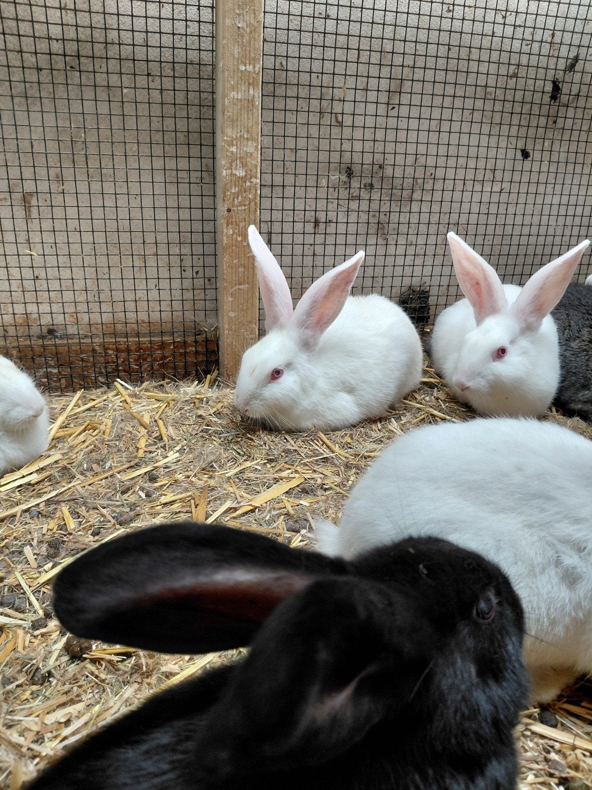Jonge voedsters van grote konijnen, Dieren en Toebehoren, Konijnen, Vrouwelijk, Groot