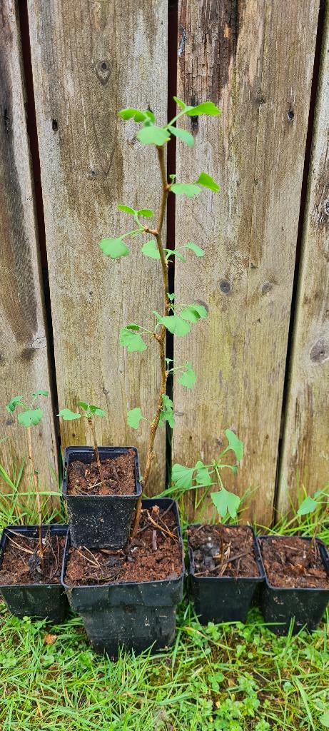 Ginkgo Fairmont, Tuin en Terras, Ophalen of Verzenden, Lente