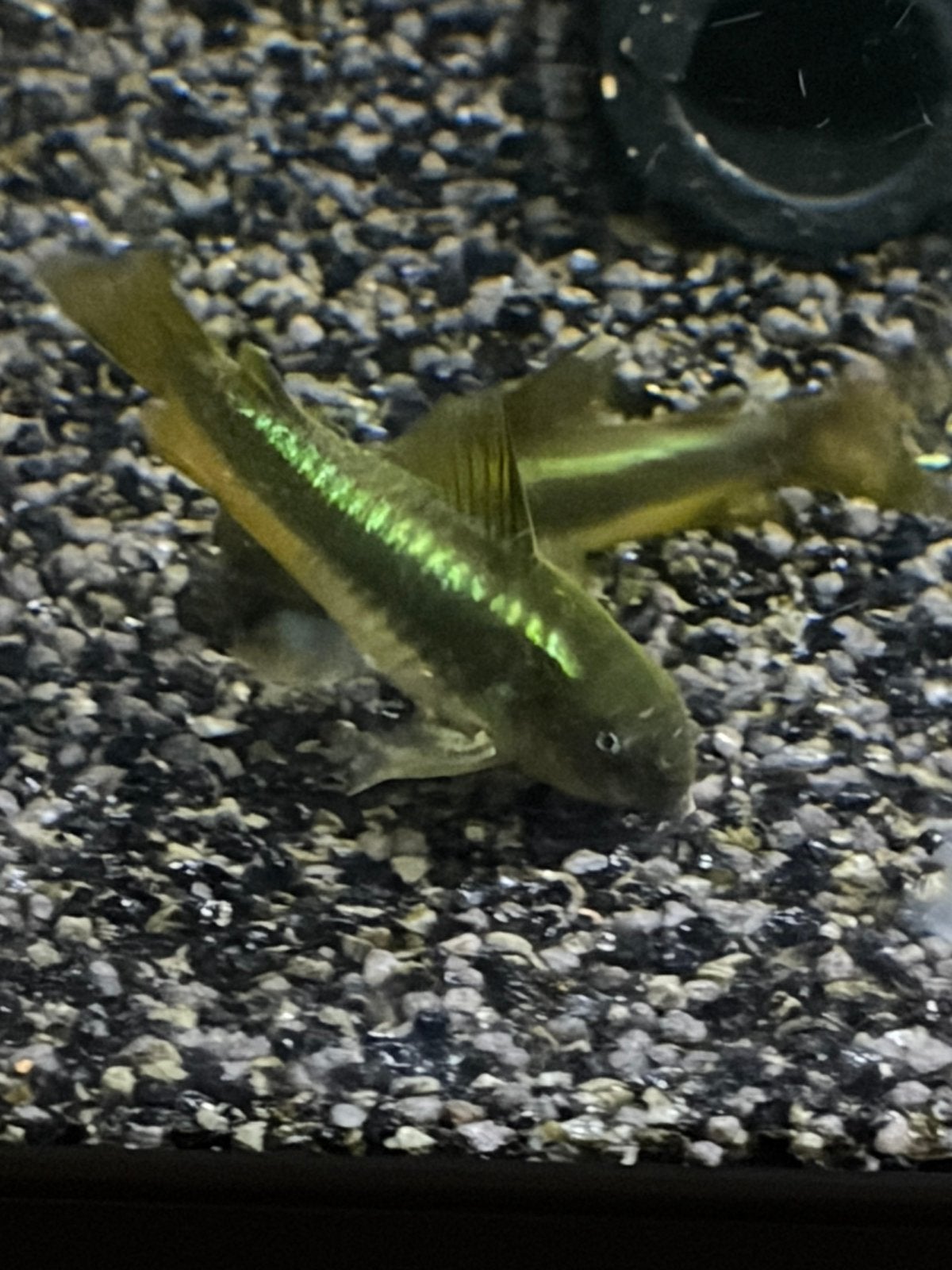 Green laser, Dieren en Toebehoren