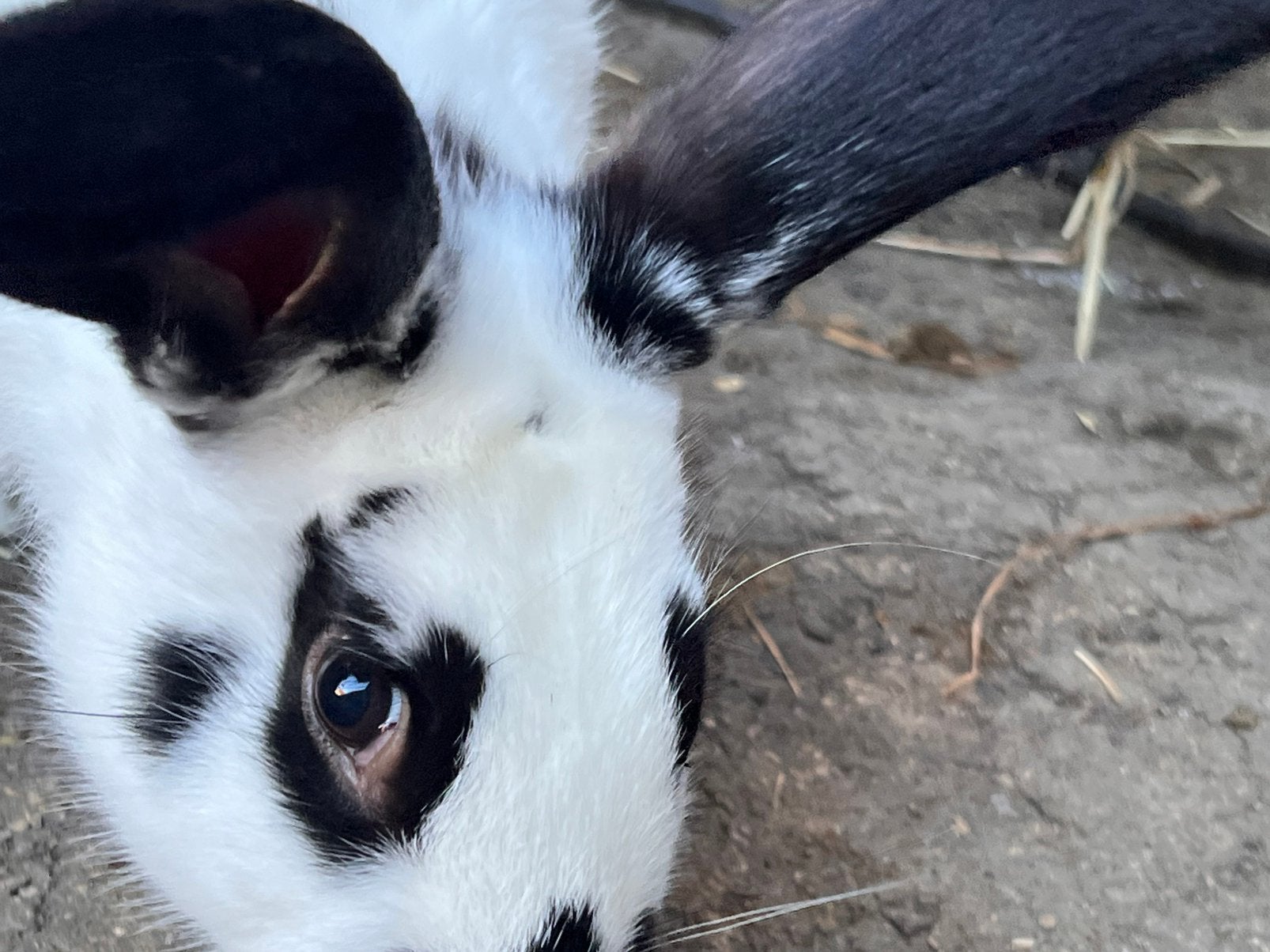 Tamme vlinderkonijnen, Dieren en Toebehoren
