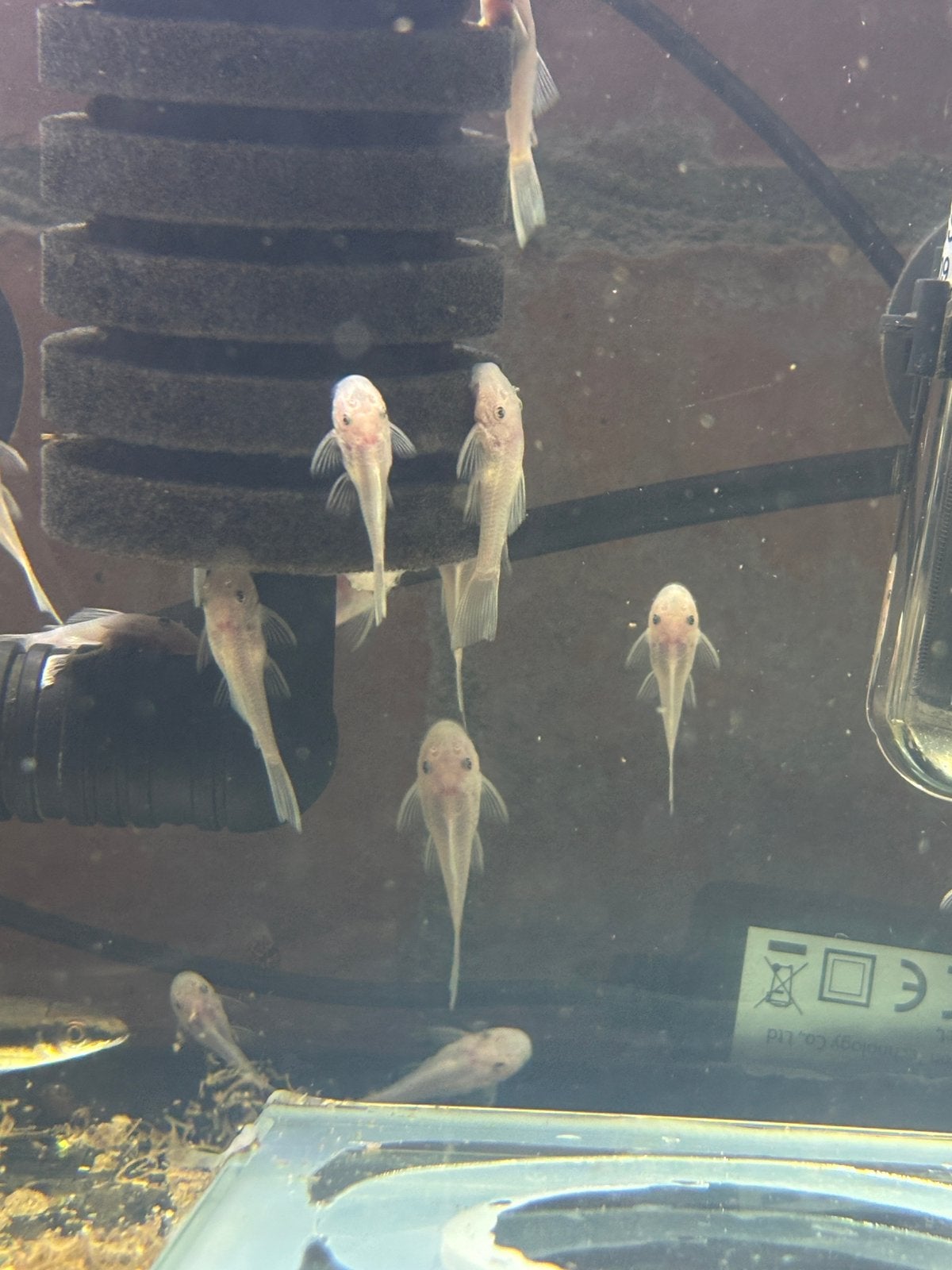 Snow white ancistrus