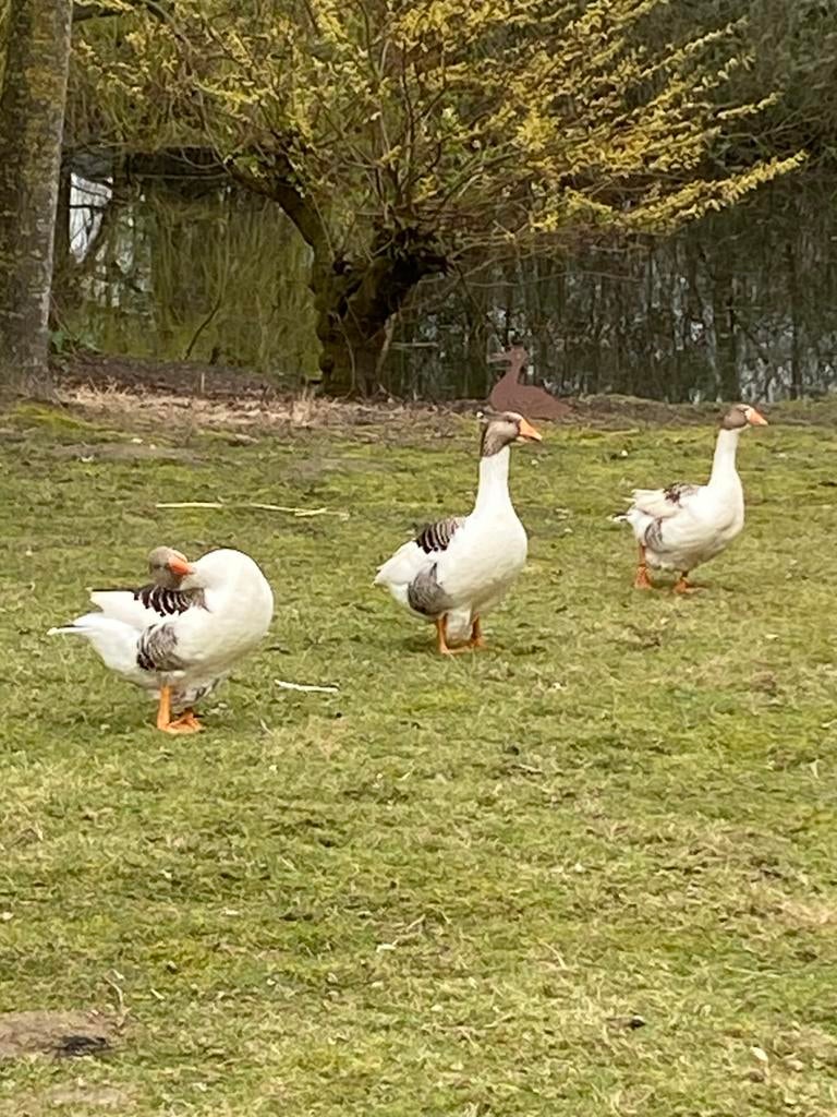 Vlaamse Ganzen HENNEN, Vrouwelijk, Gans of Zwaan